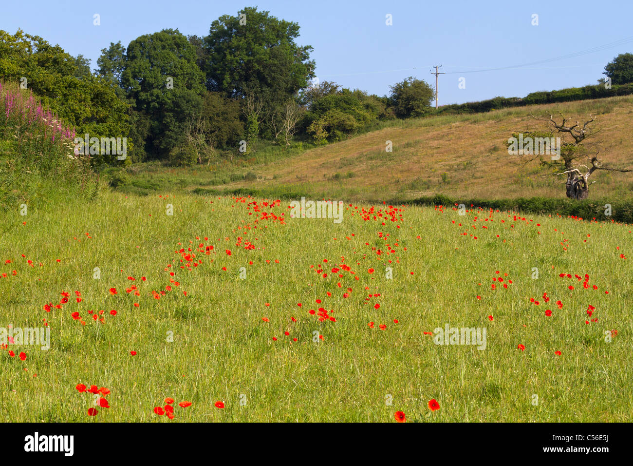 Poppies in summer meadow hi-res stock photography and images - Alamy