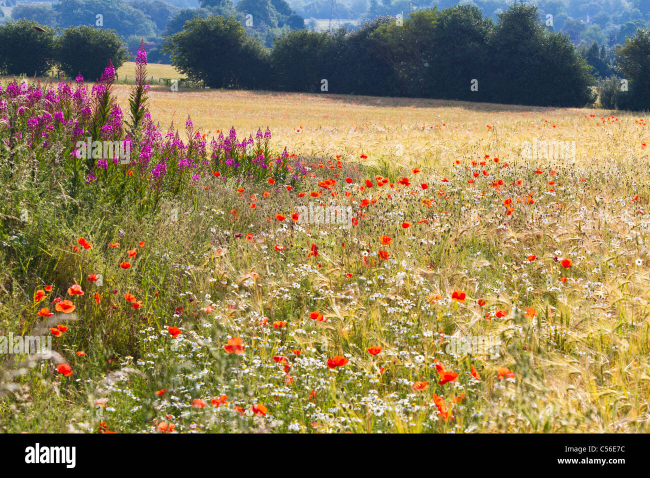 Summer wild flowers growing on the edge of a barley field Stock Photo