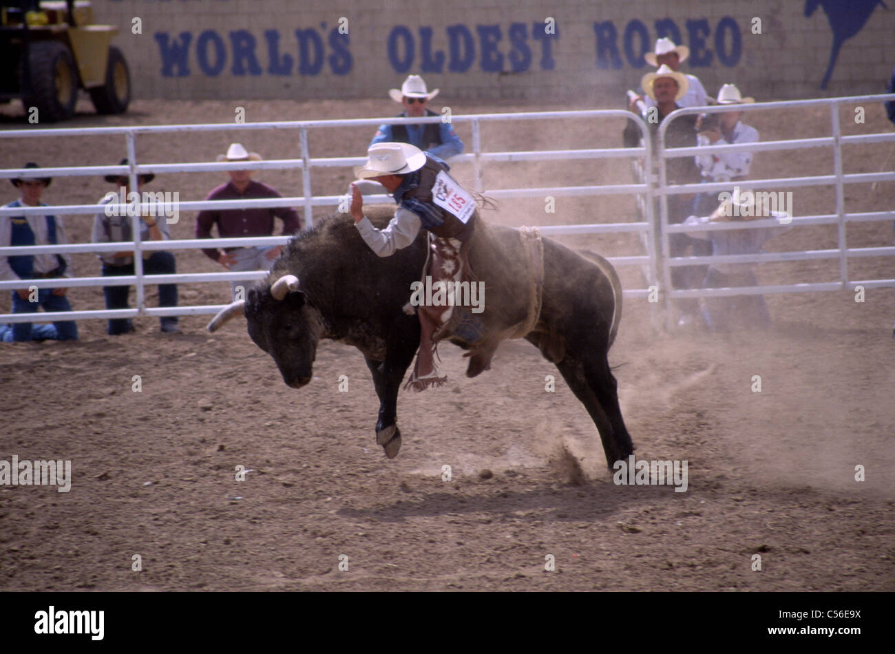 Bull Rider, Prescott Arizona, USA Stock Photo - Alamy