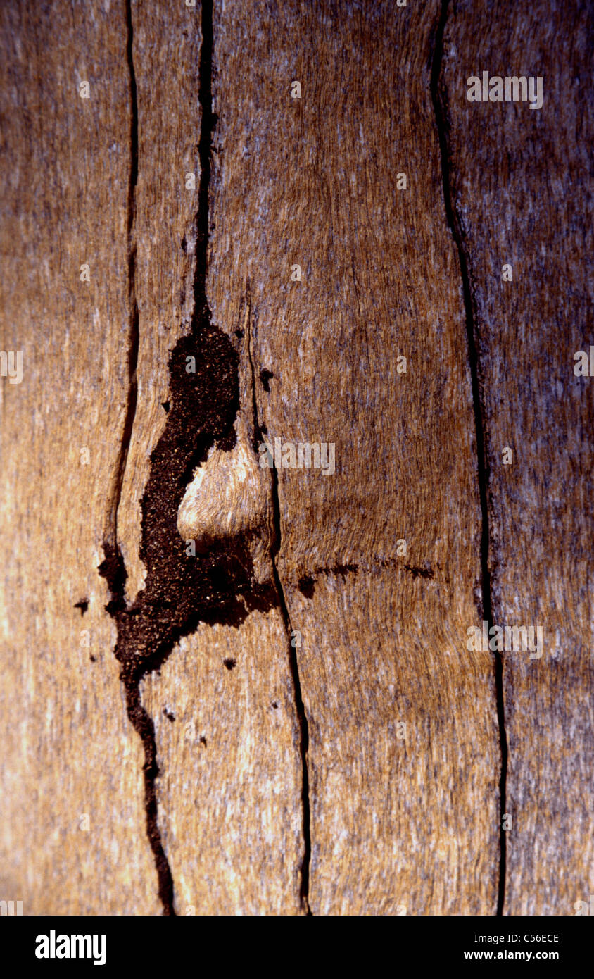 Eucalyptus and termite, Undara, Australia Stock Photo Alamy