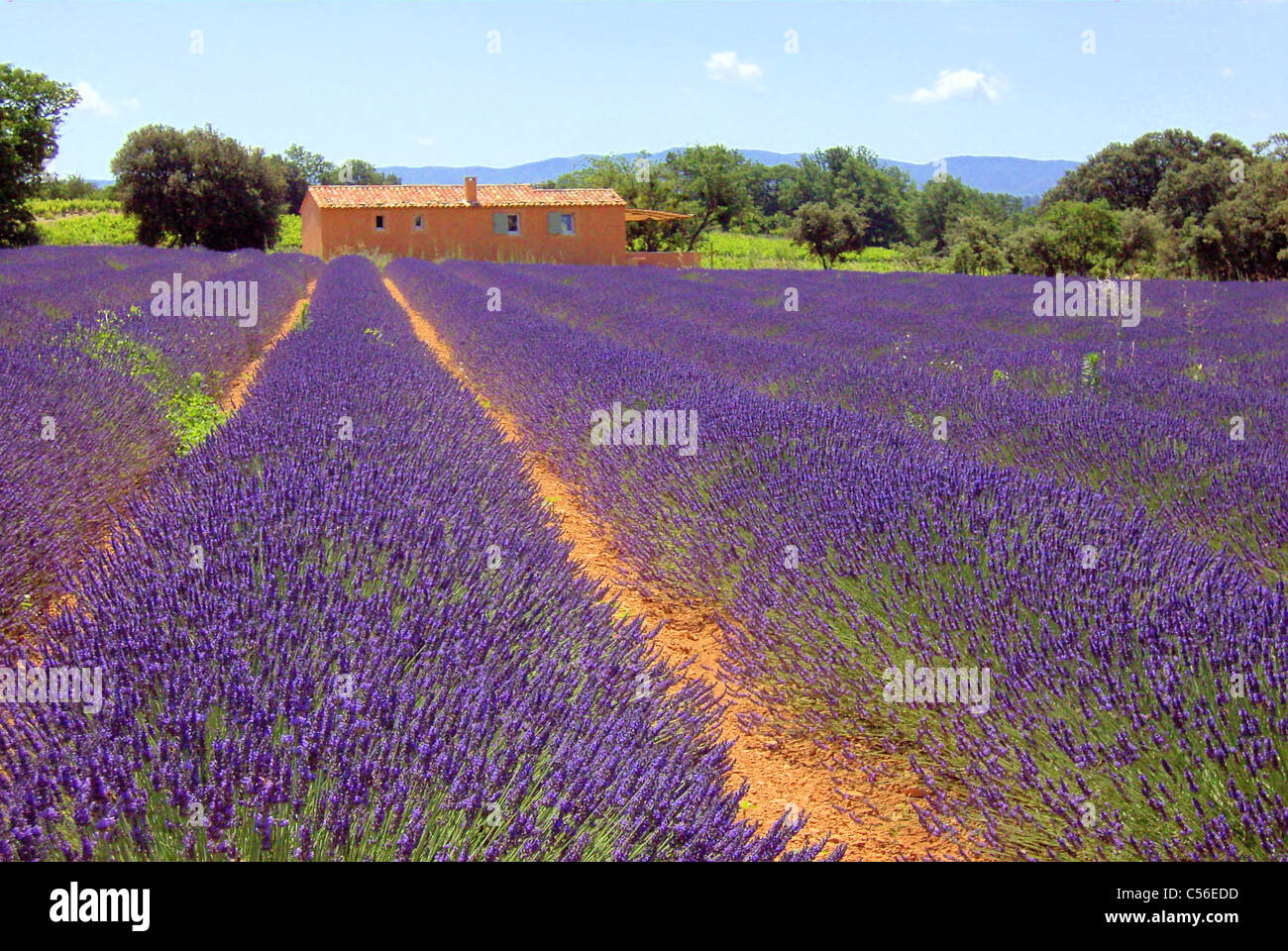 Lavendel - lavender 35 Stock Photo