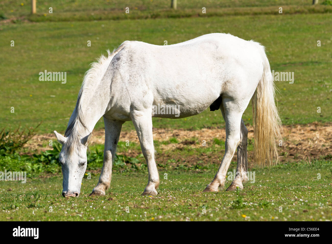 White horse grazing in a field Stock Photo - Alamy