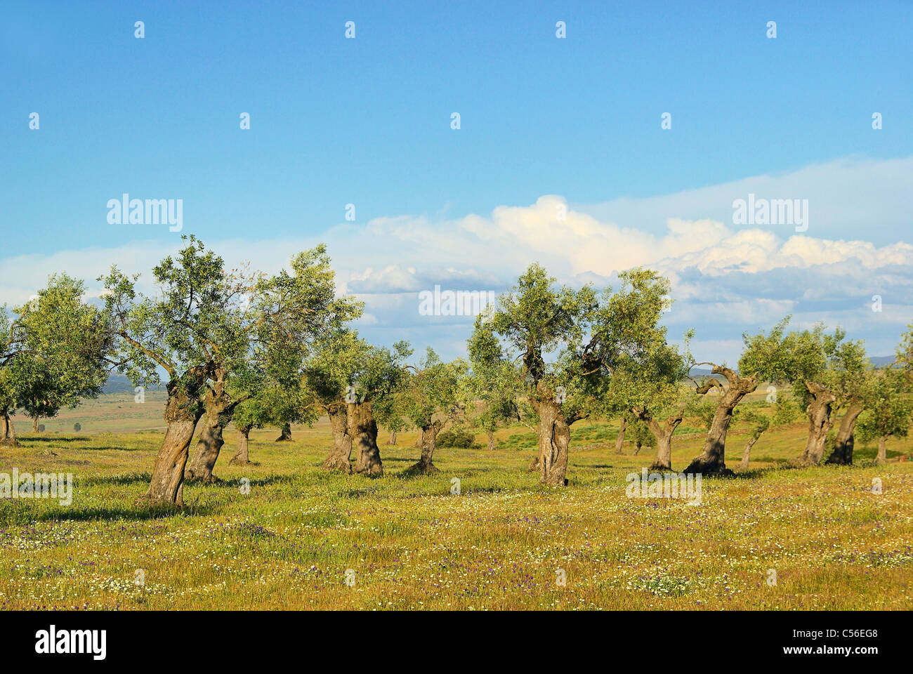 Olivenhain - olive grove 29 Stock Photo