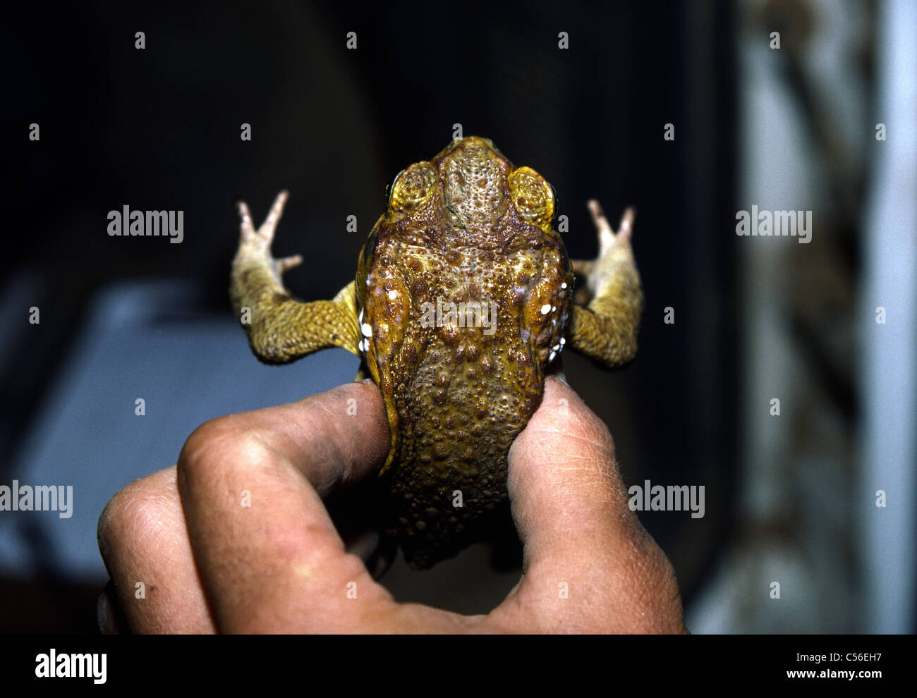 Milking cane toad, Australia Stock Photo Alamy