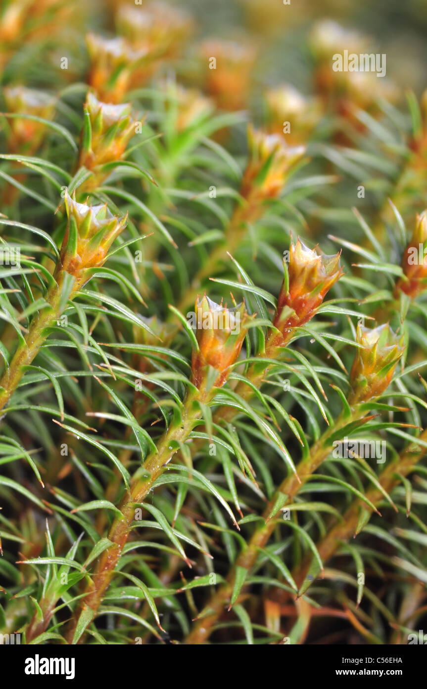 Plant green flora moss hi-res stock photography and images - Alamy