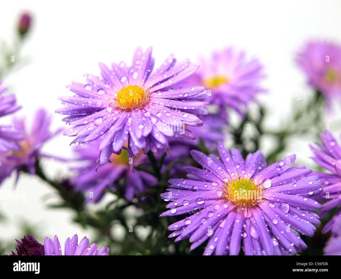 Aster flowers on the white background Stock Photo
