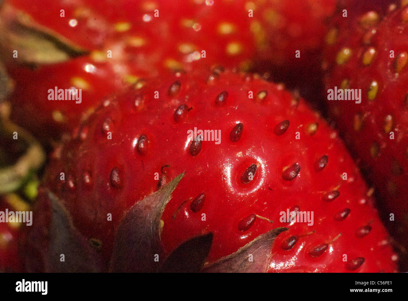 Close up of a strawberry Stock Photo - Alamy