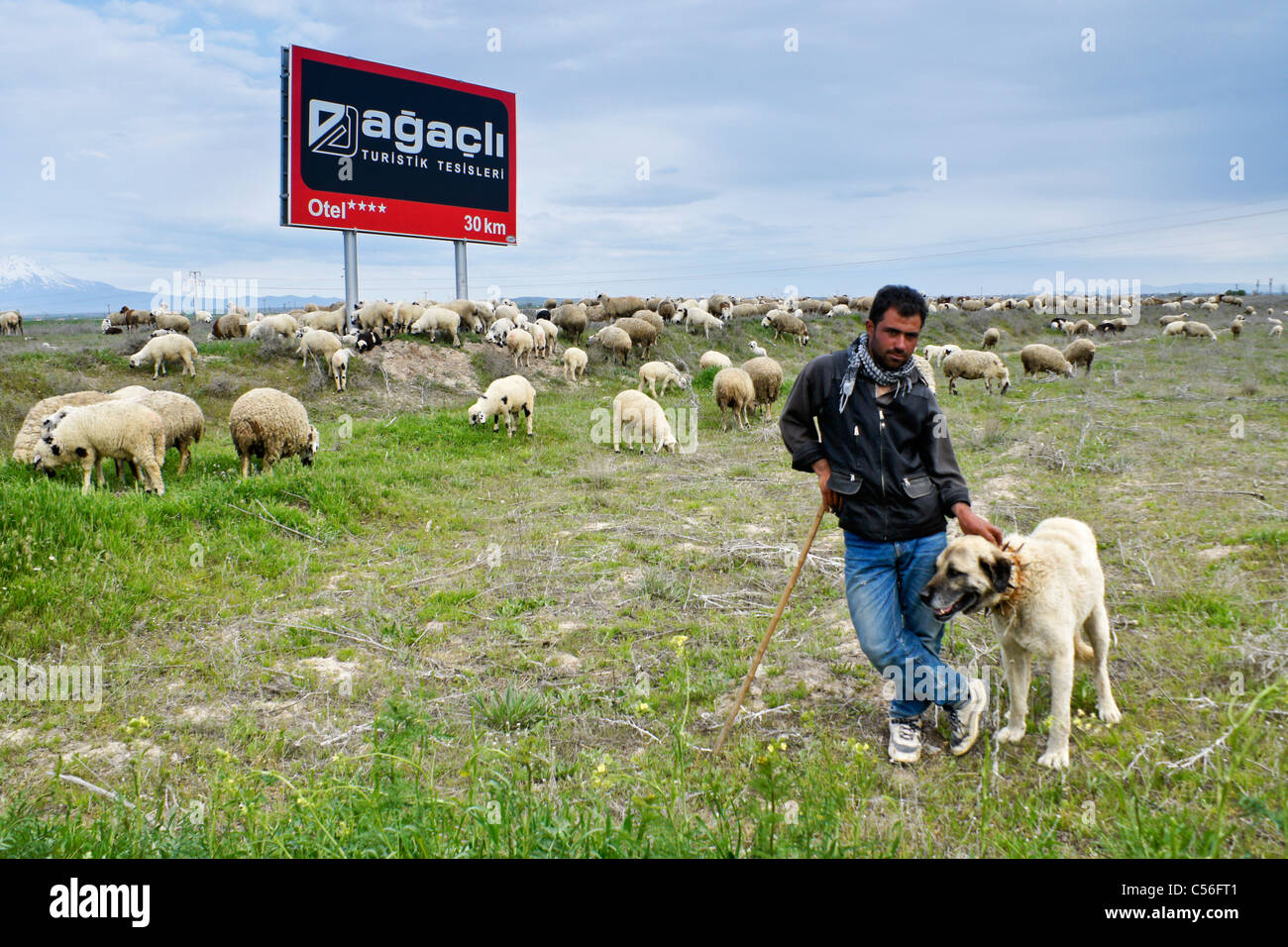 Shepherd and guard dog with flock of sheep, Anatolia, Turkey Stock