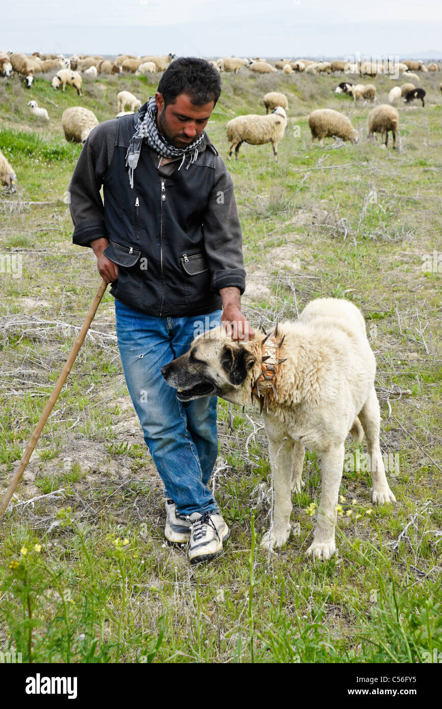 Turkish Kangal Shepherd Livestock Guardian Dog Breeds Napoleon