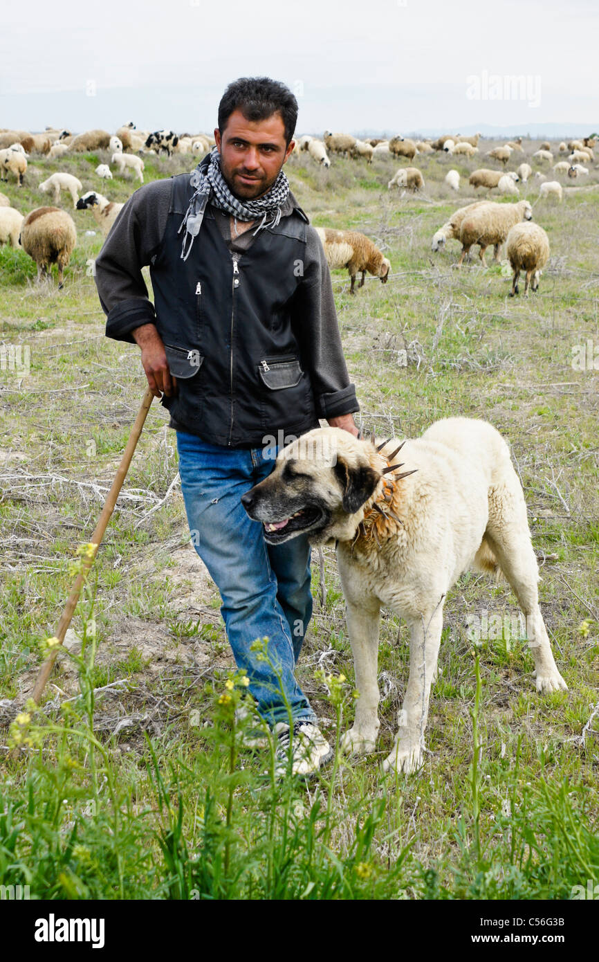Shepherd and guard dog with flock of sheep, Anatolia, Turkey Stock