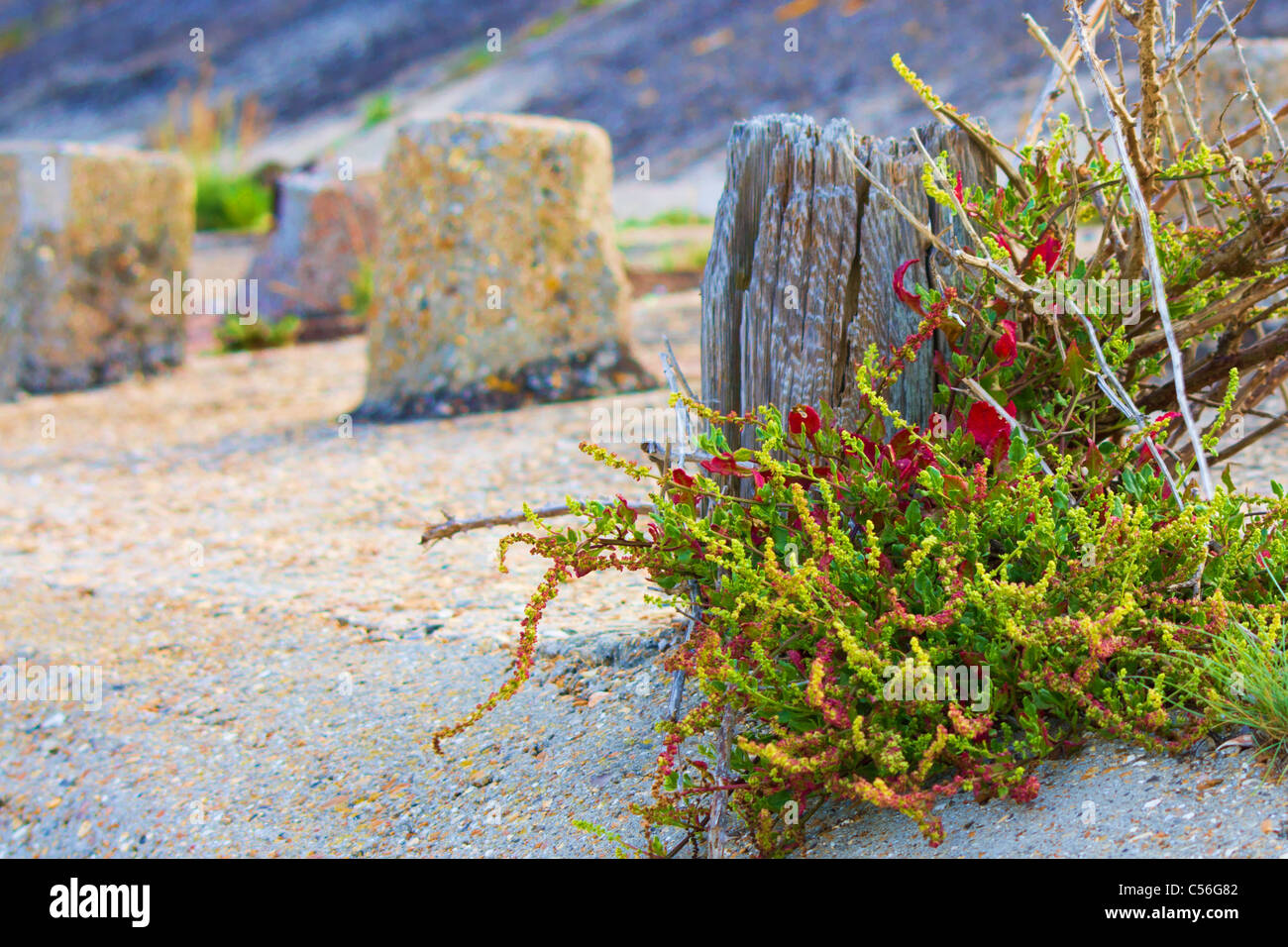 Plant growing in concrete hi-res stock photography and images - Alamy