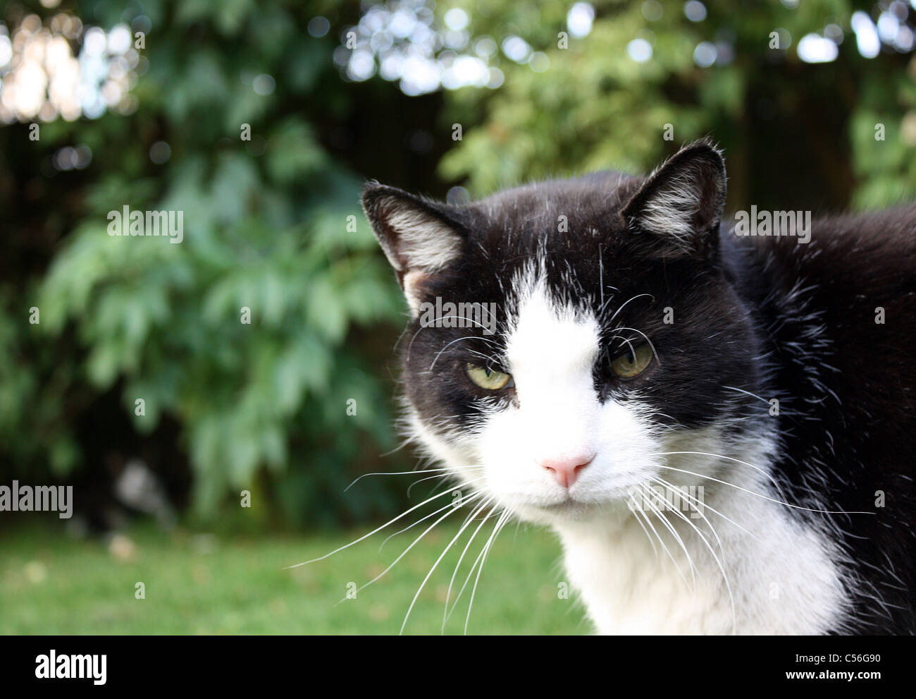 black and white short haired cat Stock Photo - Alamy