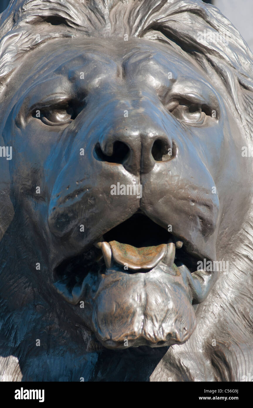 Trafalgar Square Lion up close. London. UK Stock Photo