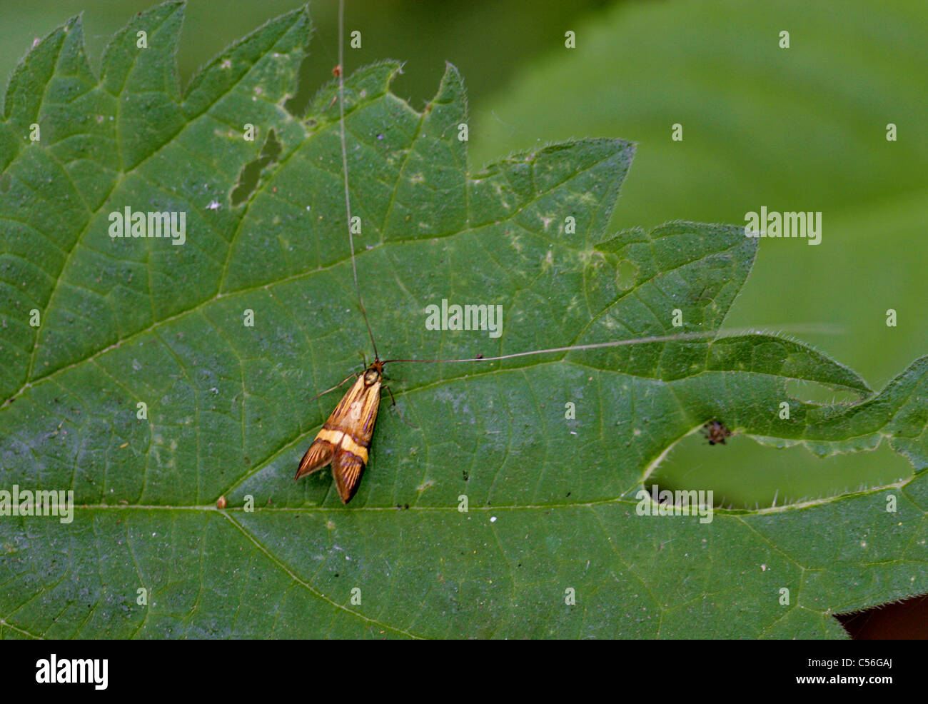 Longhorn Moth, Nemophora degeerella, Adelidae, Incurvarioidea, Lepidoptera. Male. Stock Photo