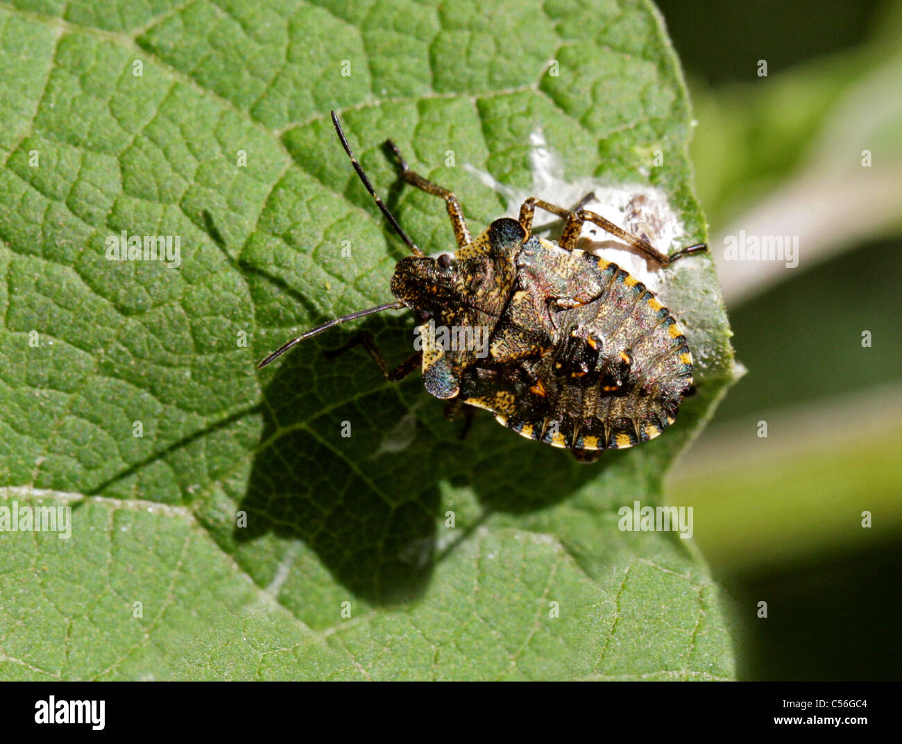 Forest Shieldbug, Final Instar of Pentatoma rufipes, Pentatomidae, Hemiptera. Last nymph stage before becoming an adult insect. Stock Photo