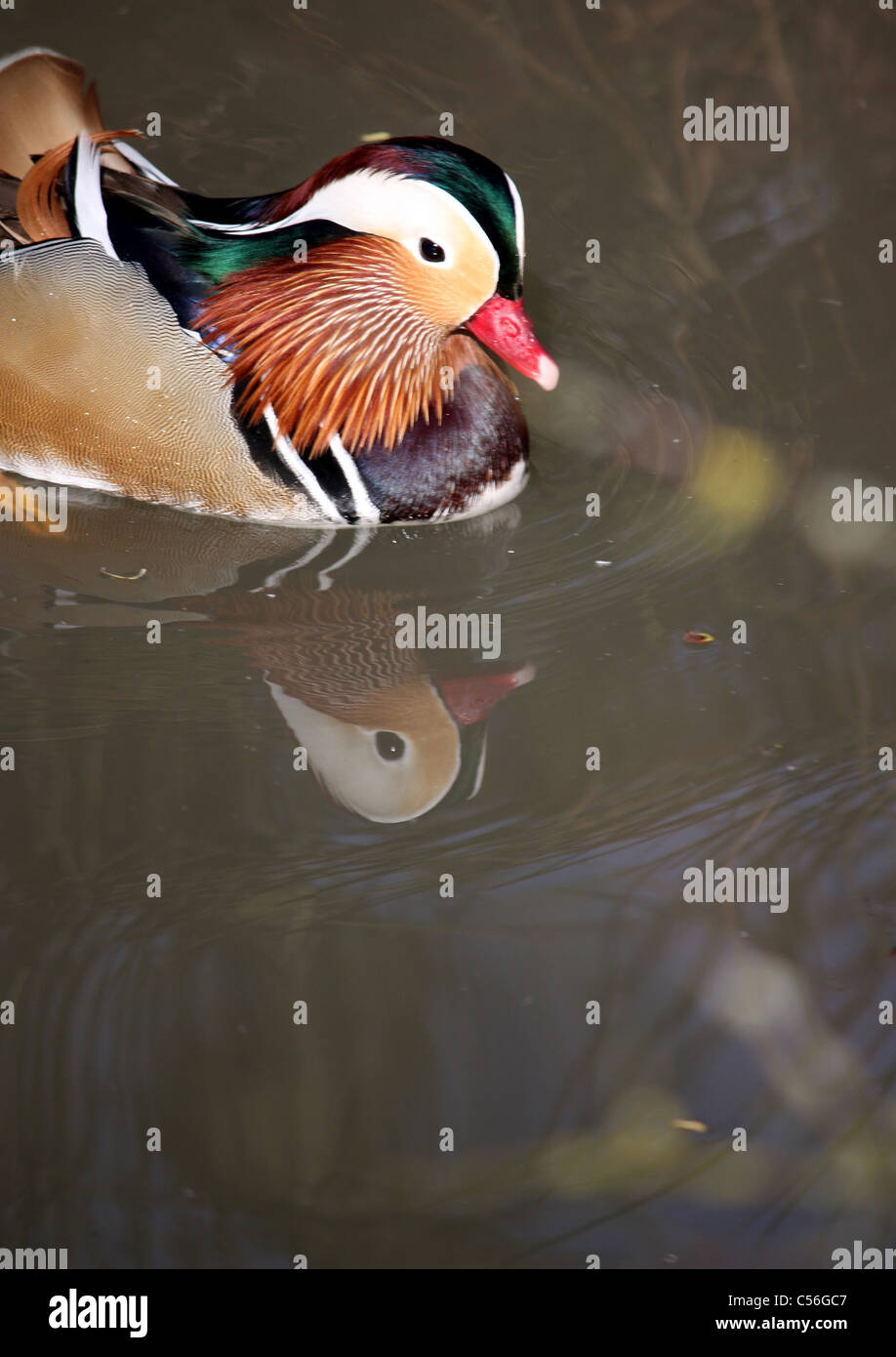 mandarin duck and its reflection at Slimbridge wildlife and wetlands center Stock Photo