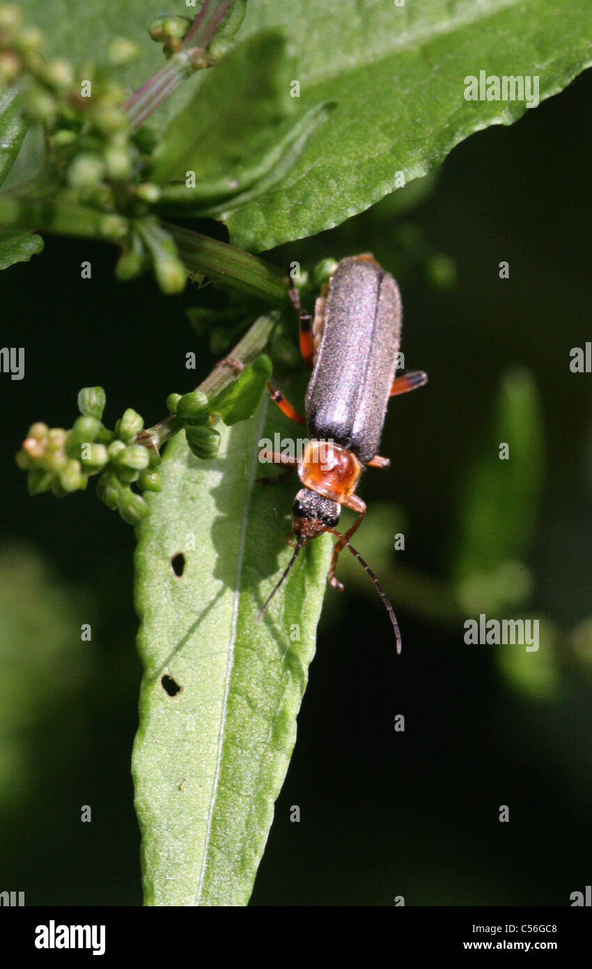 Soldier Beetle, Cantharis pellucida, Cantharidae, Coleoptera. Stock Photo