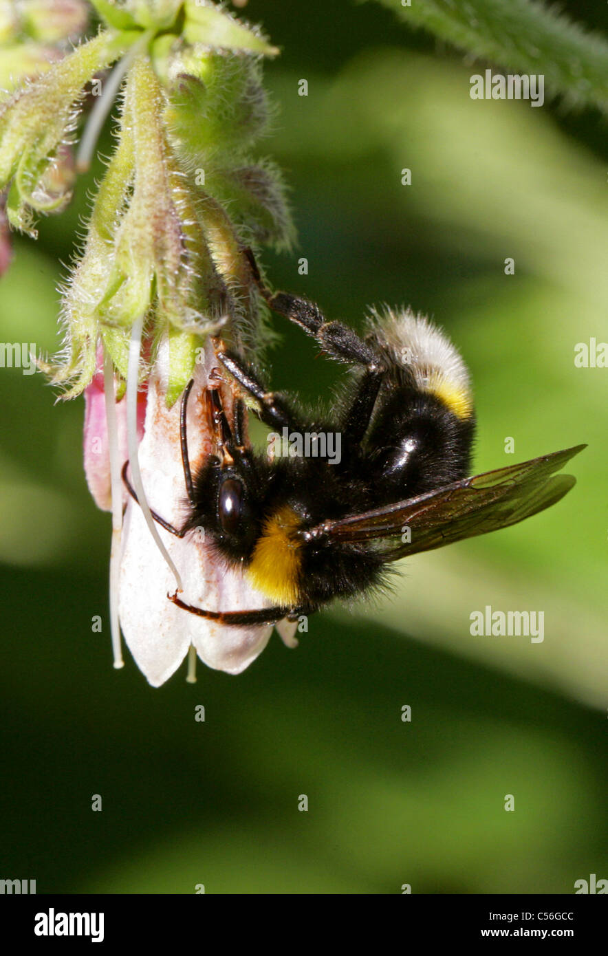 Southern Cuckoo Bumblebee, Bombus vestalis, Apinae, Apidae, Apoidea, Apocrita, Hymenoptera. Syn. Psithyrus vestalis. Stock Photo