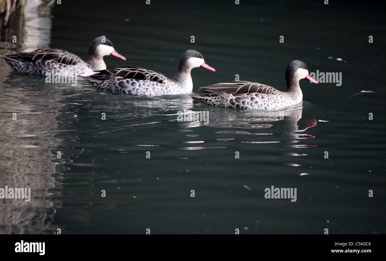 Three ducks in succession swimming on the water at Slimbridge wetlands and wildlife center Stock Photo
