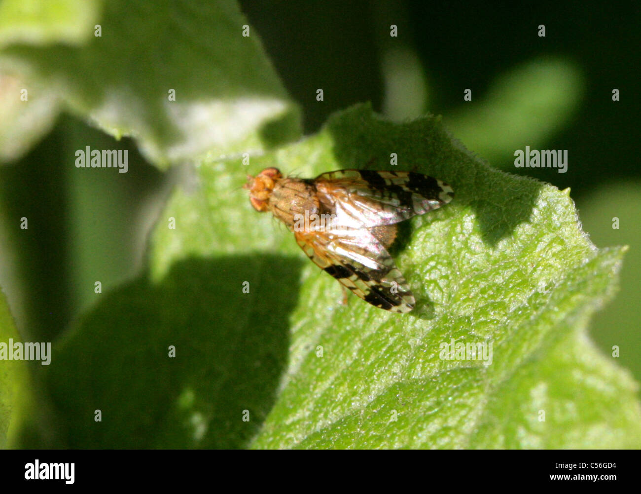 Picture-wing Fruit Fly, Tephritis bardanae, Tephritidae, Diptera. On Lesser Burdock (Arctium minus). Stock Photo