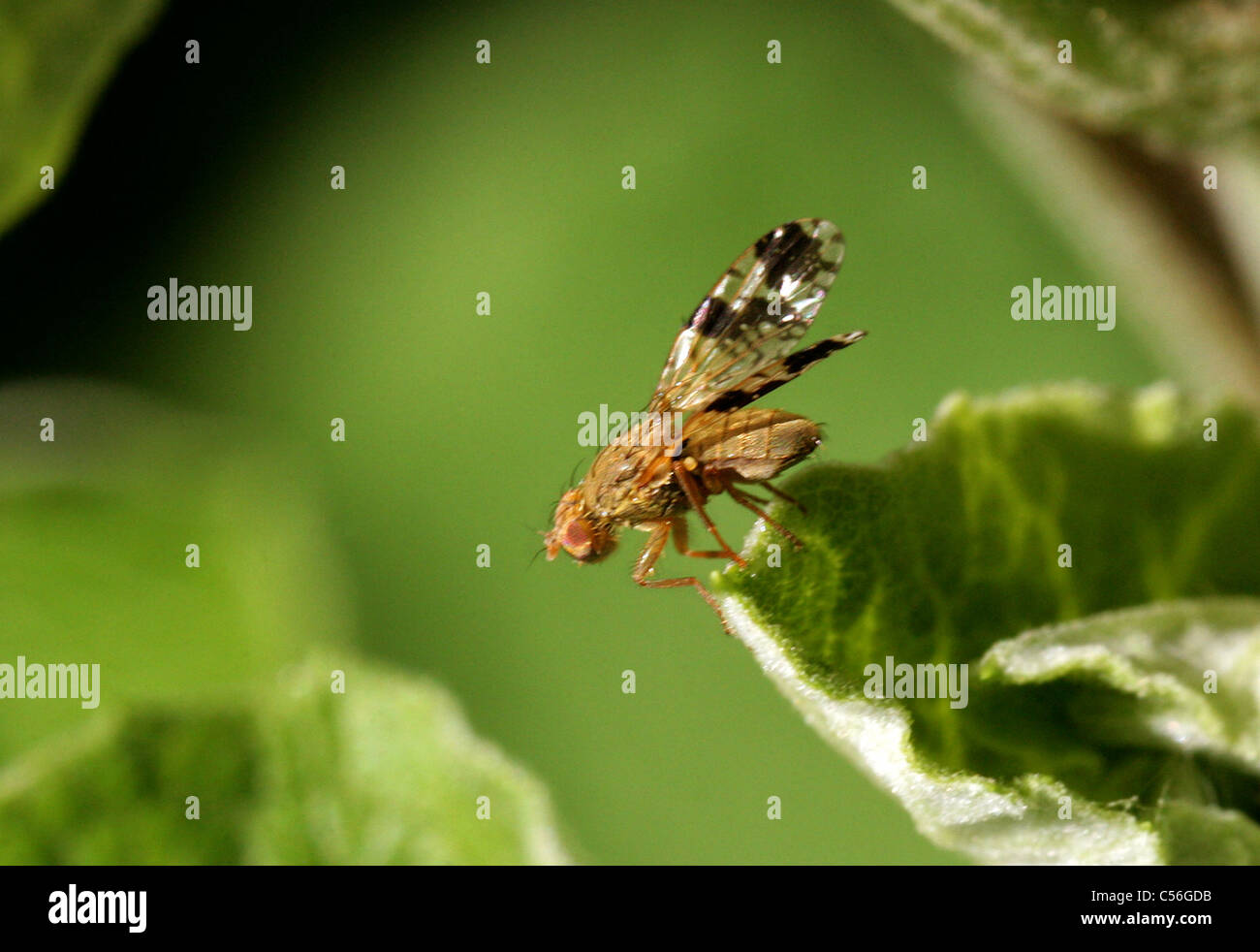 Picture-wing Fruit Fly, Tephritis bardanae, Tephritidae, Diptera. On Lesser Burdock (Arctium minus). Stock Photo