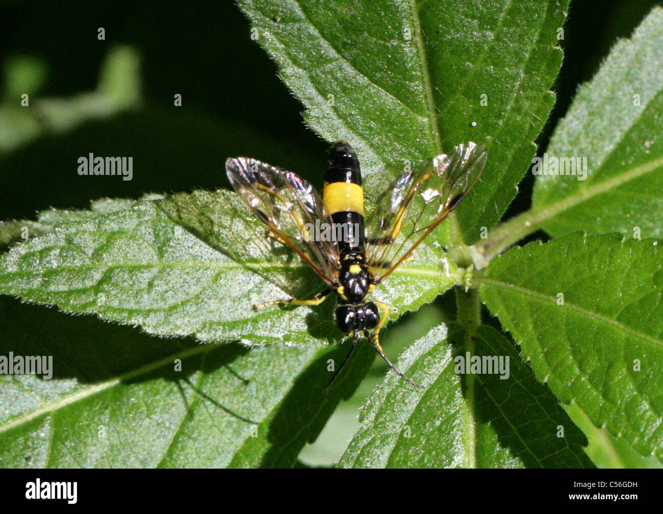 Sawfly, Tenthredo maculata, Tenthredininae, Tenthredinidae, Tenthredinoidea, Symphyta, Hymenoptera. A Woodland Sawfly. Stock Photo