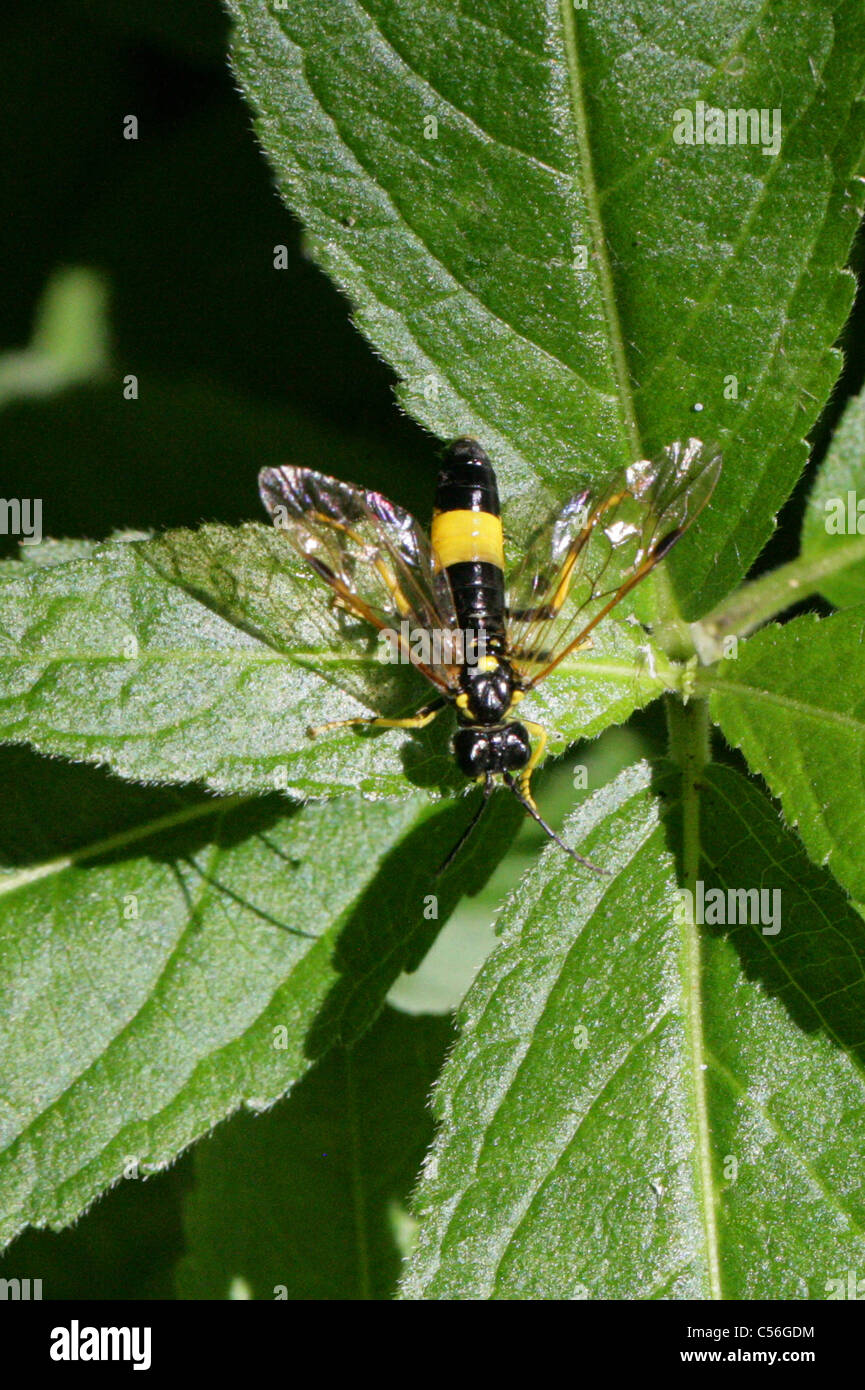Sawfly, Tenthredo maculata, Tenthredininae, Tenthredinidae, Tenthredinoidea, Symphyta, Hymenoptera. A Woodland Sawfly. Stock Photo