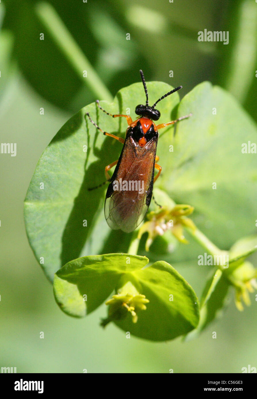Turnip Sawfly or Coleseed Sawfly, Athalia rosae (Tenthredo rosae), Tenthredinidae, Symphyta, Hymenoptera. Stock Photo