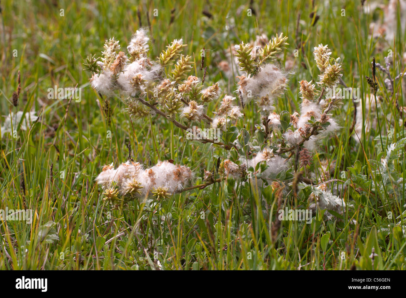 Dwarf Willow Salix herbacea showing flowers and seeds Stock Photo