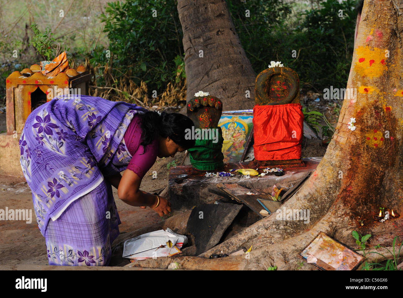Indian Woman offer prayer to SNAKE gods Stock Photo