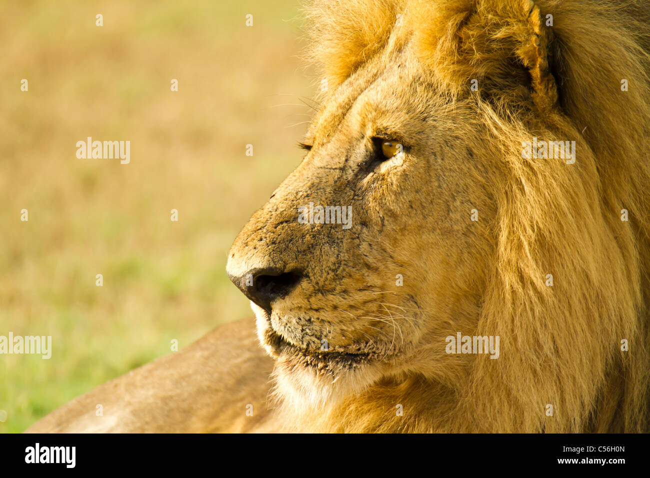 Lion closeup, in the Okavango Delta, Botswana Stock Photo