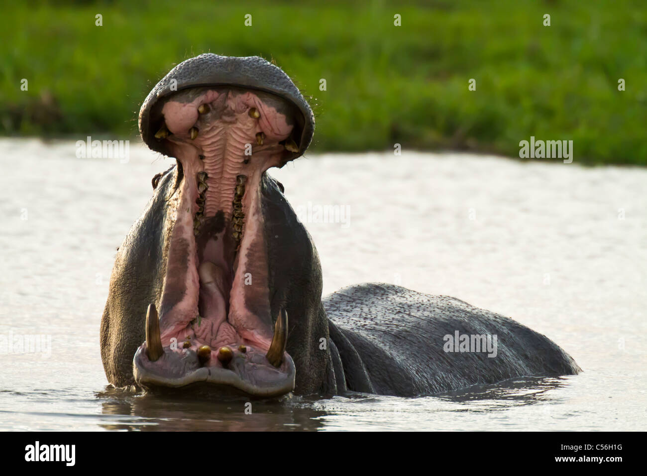 Hippo yawning in Duba Plains in the Botswana Okavango Delta Stock Photo