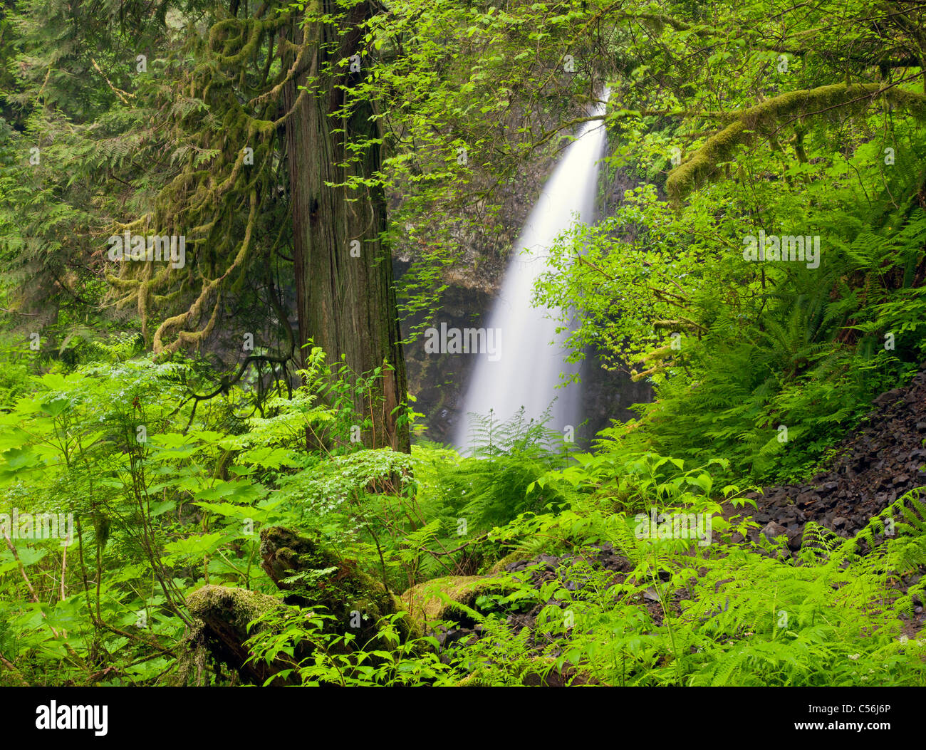 Upper Latourell Falls, Guy W. Talbot State Park, Columbia River Gorge National Scenic Area, Oregon Stock Photo