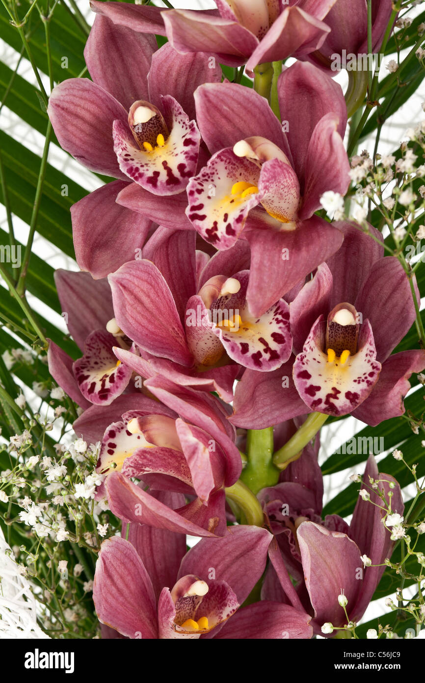 bouquet of purple orchids on a white background Stock Photo - Alamy