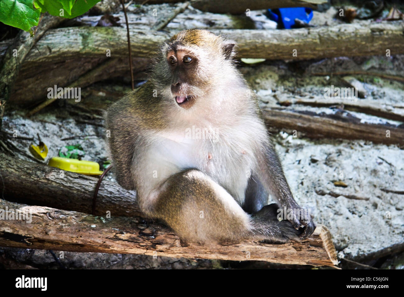 Big monkey closeup in Phuket zoo Stock Photo