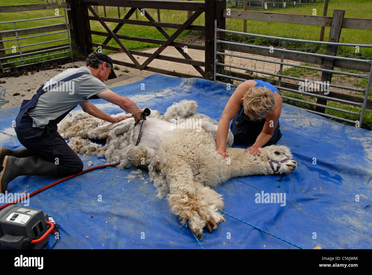 Alpaca shearing hires stock photography and images Alamy