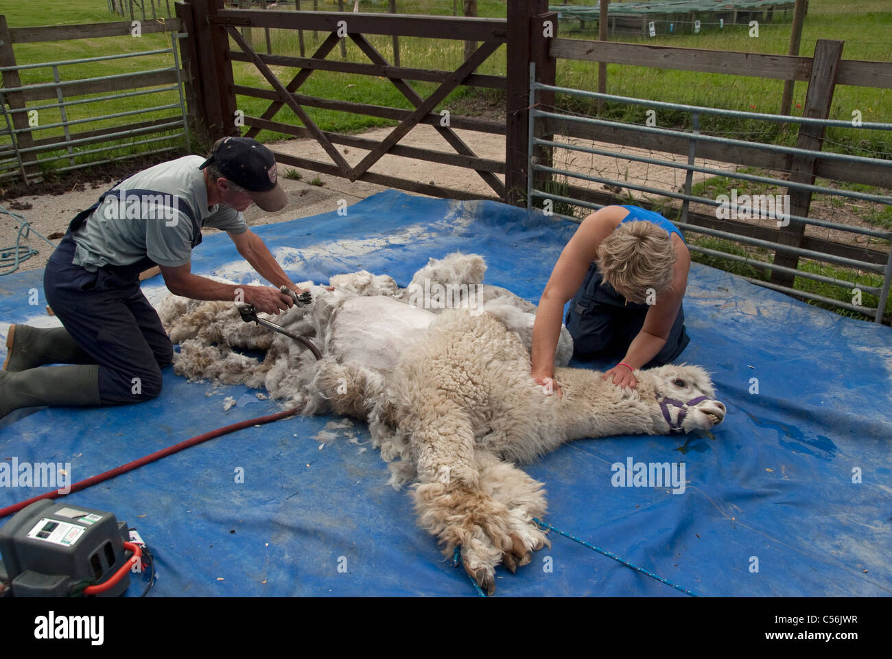 Alpaca Shearing Stock Photo Alamy