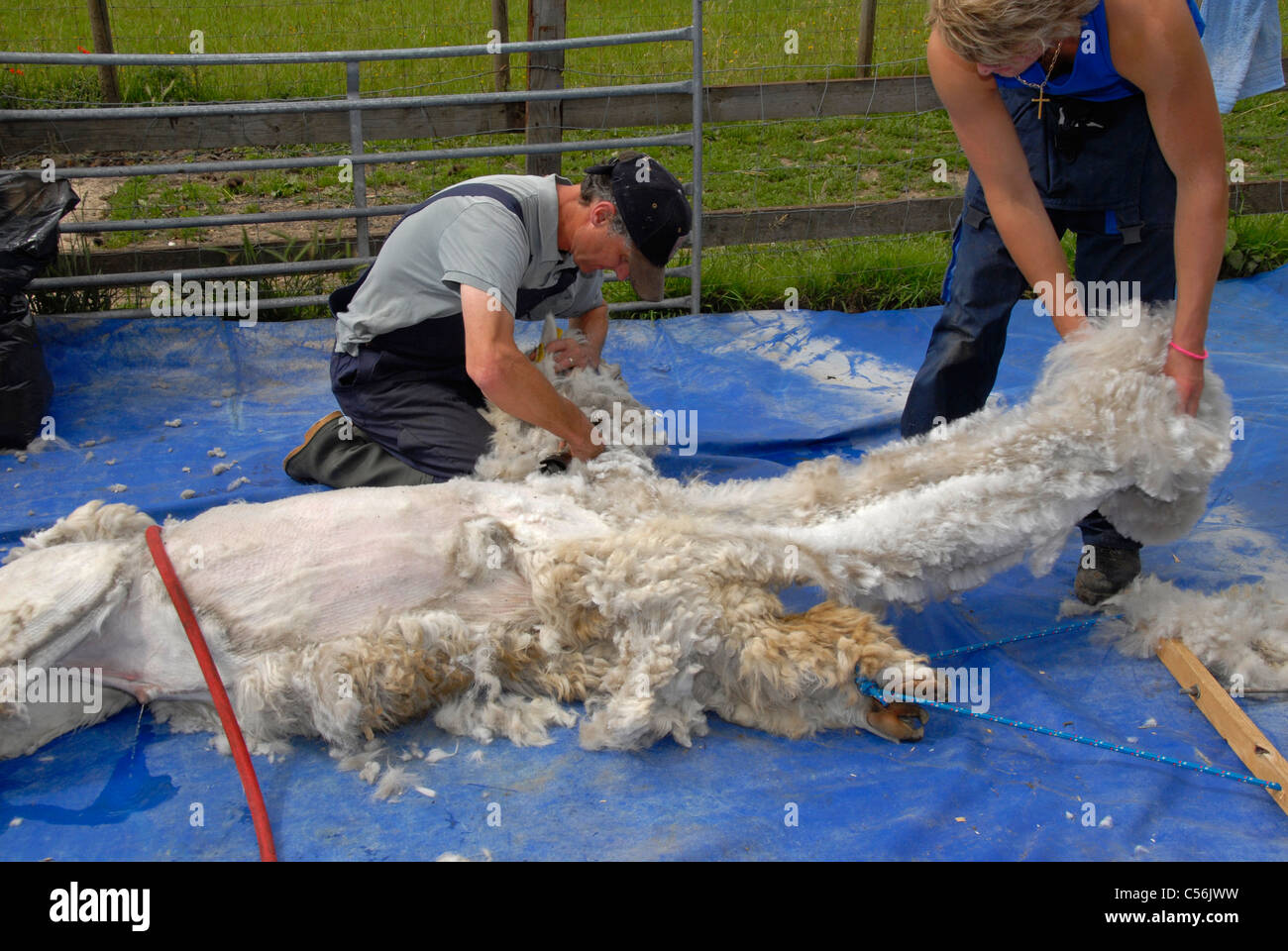 Alpaca Shearing Stock Photo Alamy