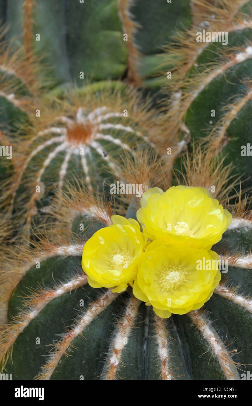 Cactus: Parodia magnifica. Flowering. Stock Photo