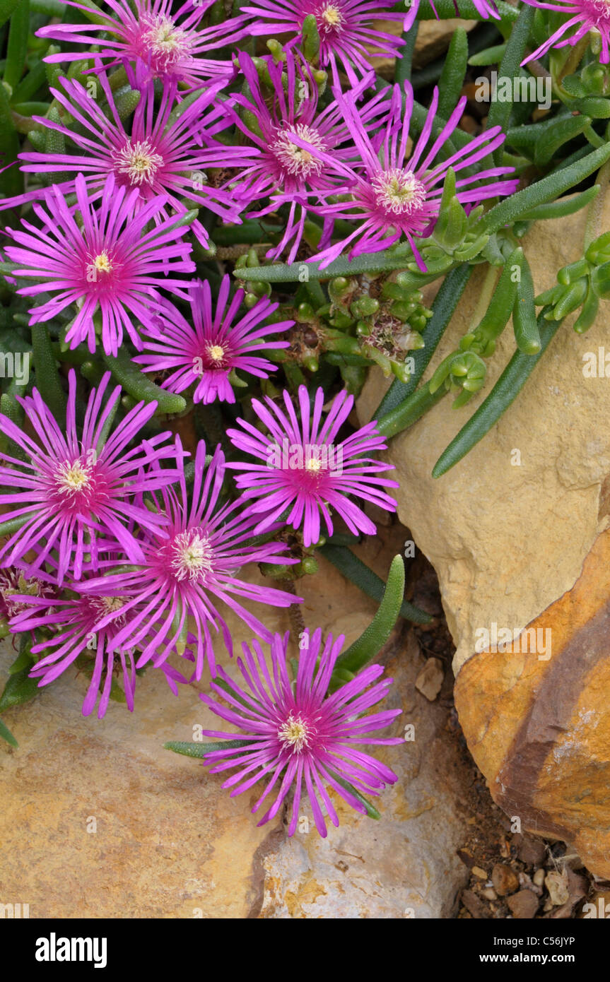 Trailing Or Hardy Ice Plant Delosperma Cooperi Stock Photo Alamy
