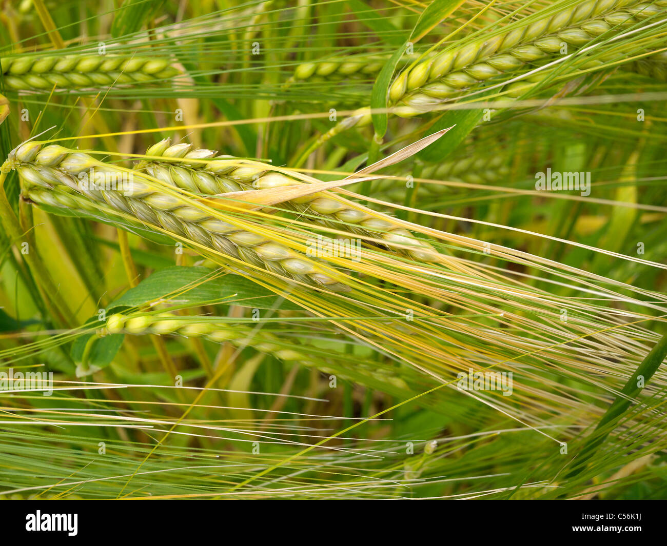Barley Hordeum Vulgare in a field Birmingham UK Stock Photo