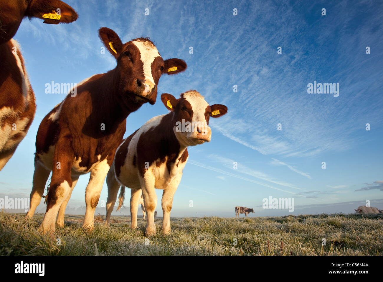 The Netherlands, Nederhorst den Berg. Cows in morning mist. Stock Photo