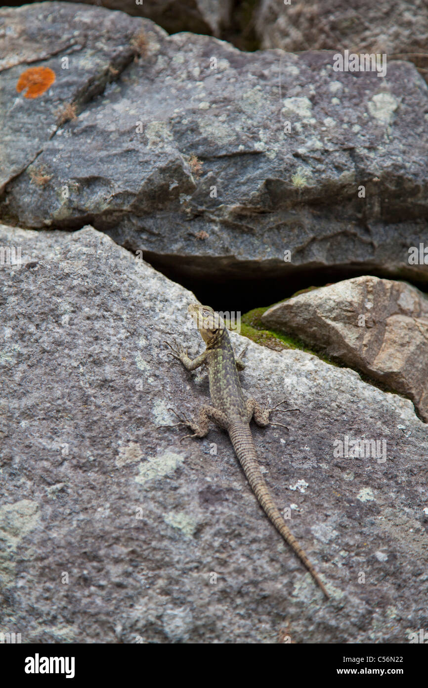 Spiny whorltail iguana basks on a rock at Machu Picchu, Peru Stock Photo