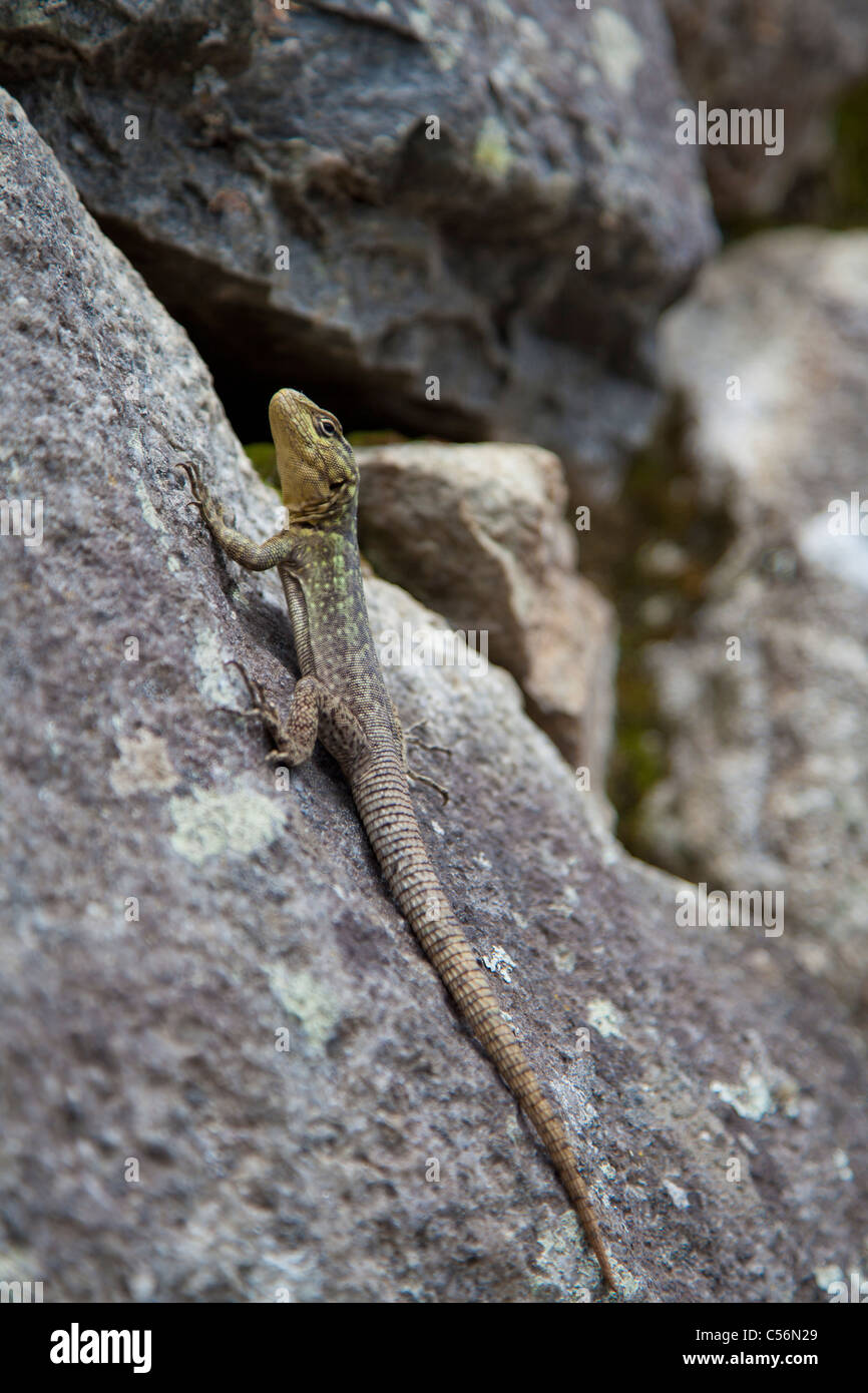 A spiny whorltail iguana basks on a rock at Machu Picchu, Peru Stock Photo