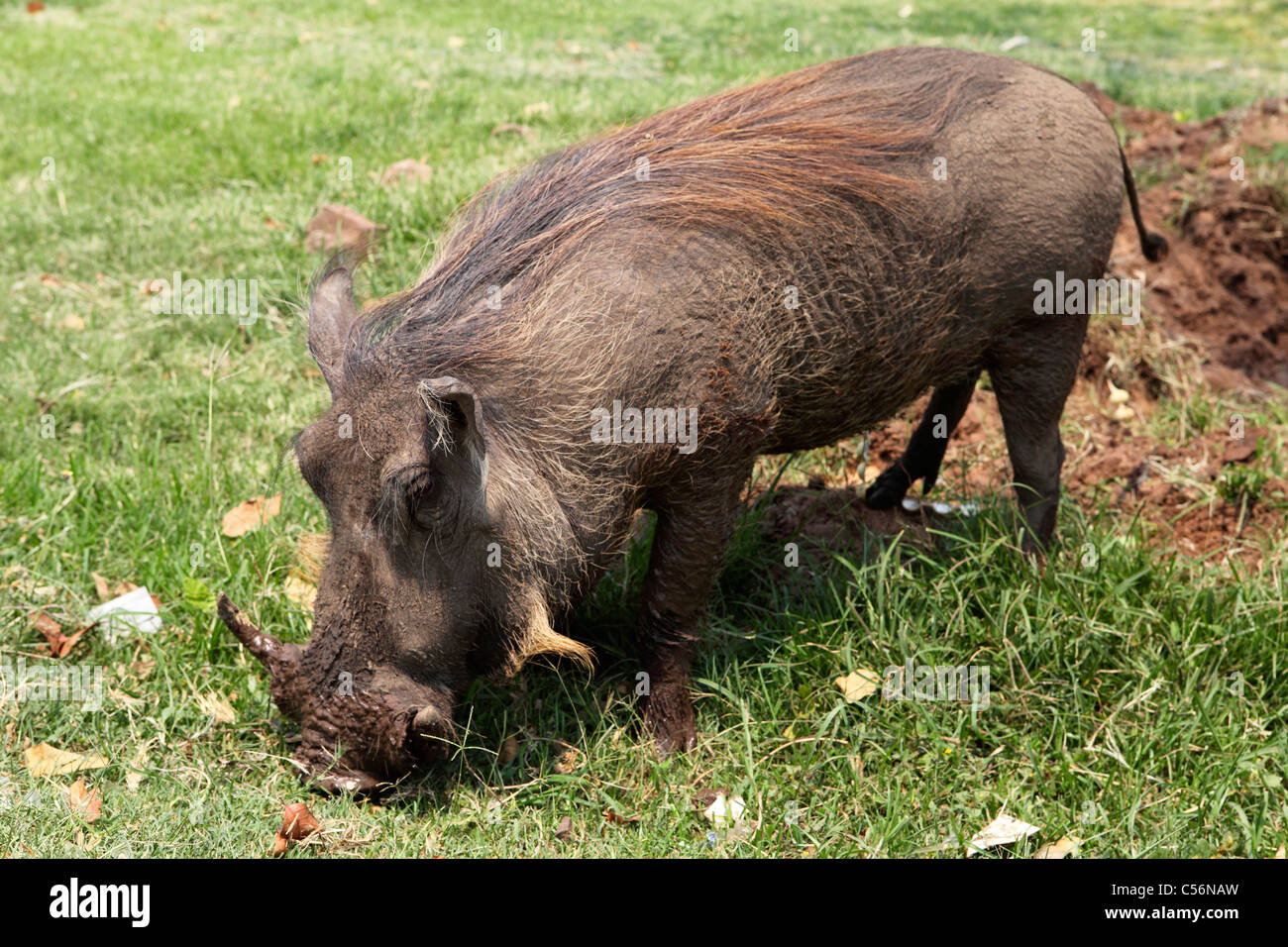 A Warthog roots for food on land in Victoria Falls, Zimbabwe. Stock Photo