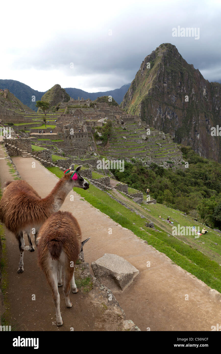 Machu picchu tourist llamas hi-res stock photography and images - Alamy
