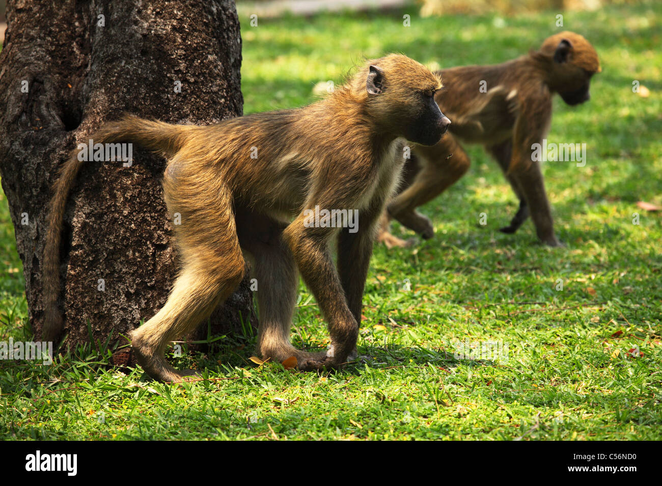 Baboons runs across a lawn in Victoria Falls, Zimbabwe. Stock Photo