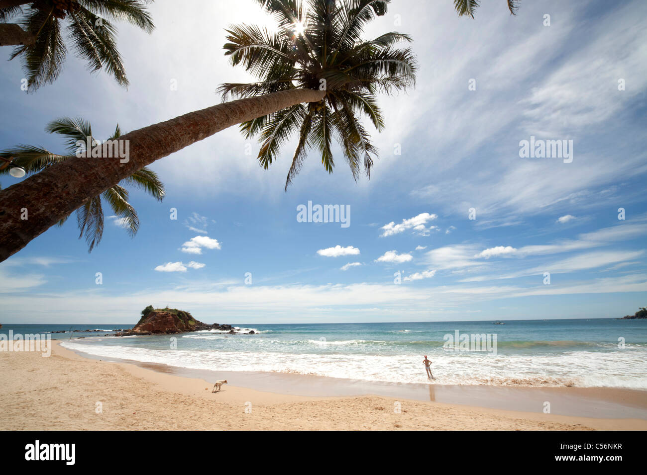 palmtrees at the dream beach in Mirissa, Sri Lanka Stock Photo