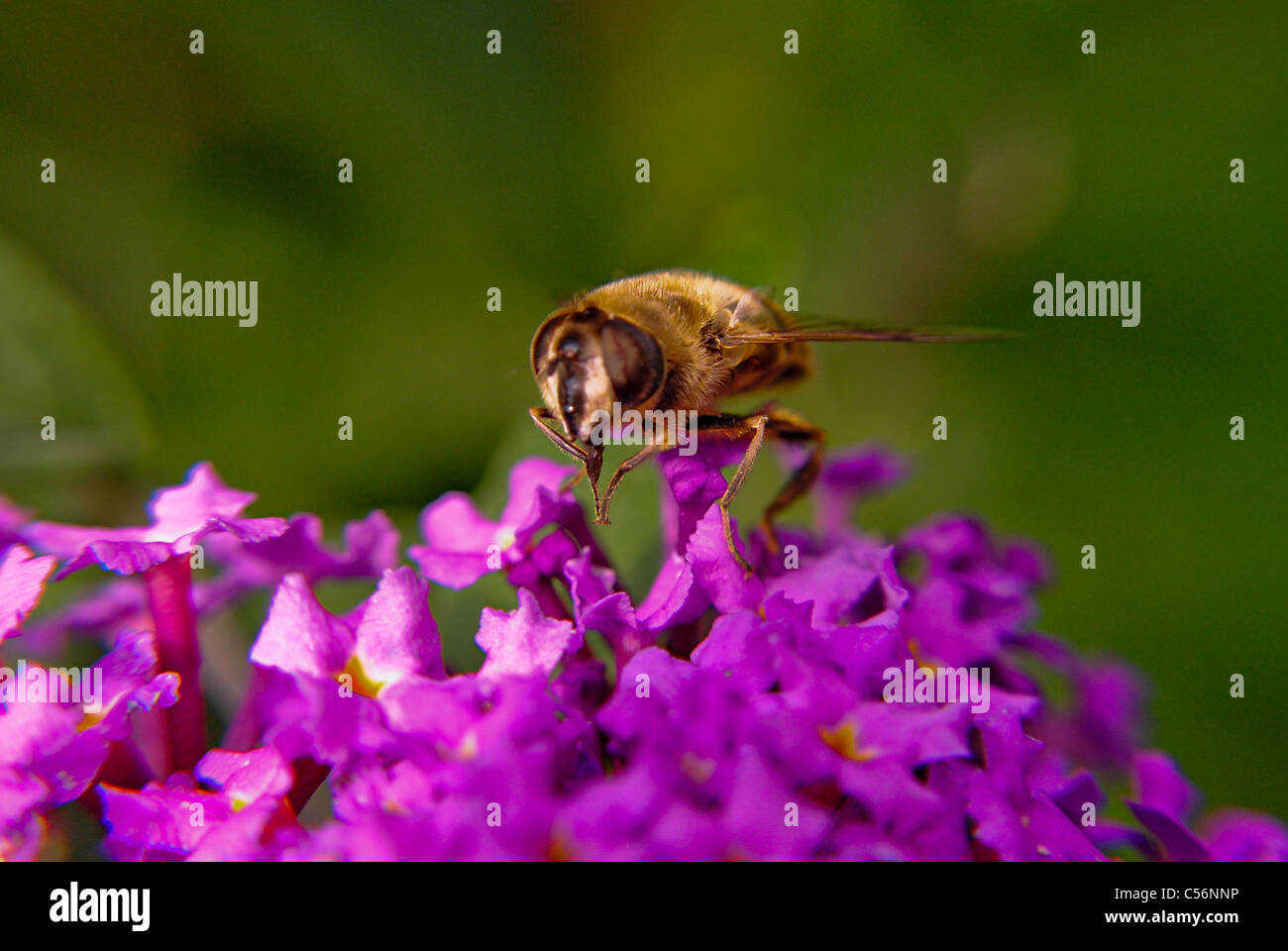 Norfolk Insects insect close up,Norfolk,Hover Fly Stock Photo - Alamy