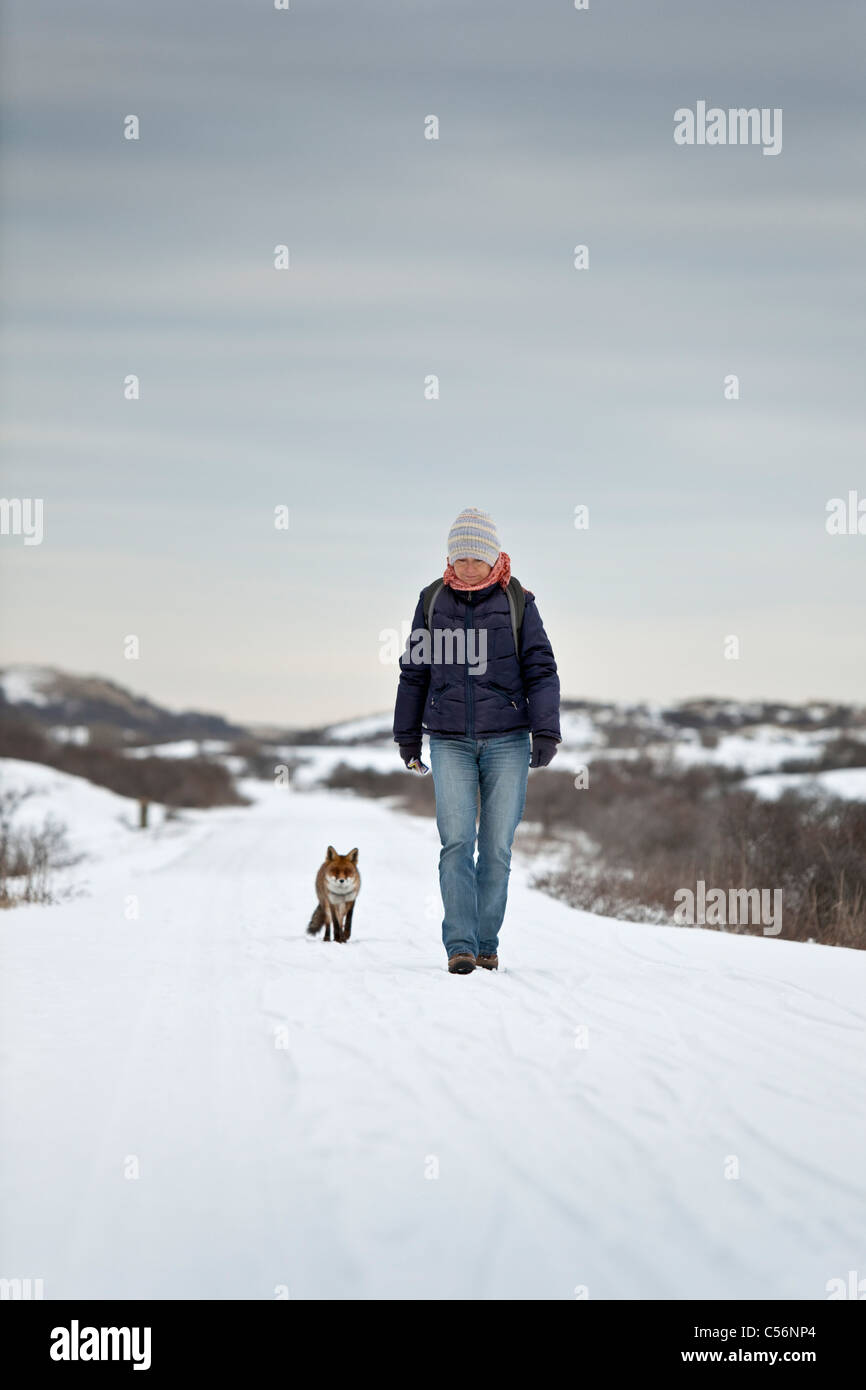 The Netherlands, Zandvoort, winter, snow,  Red fox, woman hiking in the dunes near beach. hungry fox looks for food Stock Photo